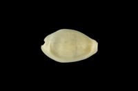 藏品(黃寶螺)的圖片